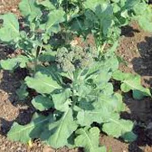 Broccoli Seed, Calabrese, Heirloom, NON-GMO seeds, Broccoli Seeds