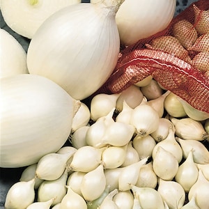 May include: A close-up of a group of white onions, including large and small sizes. The onions are arranged in a pile, with some of the larger onions partially visible in the background.