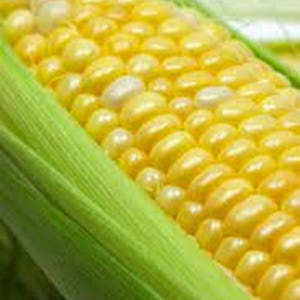 May include: A close-up of an ear of corn with yellow kernels and green husks.