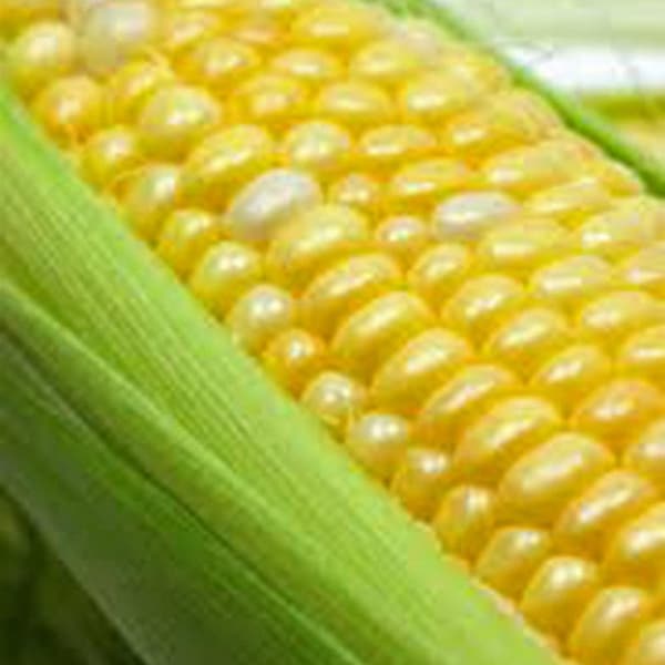 Butter and Sugar Corn Seed Etsy