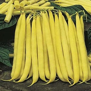 May include: A bunch of yellow string beans, also known as wax beans, are arranged in a fan shape. The beans are long and slender, with a smooth, waxy surface.