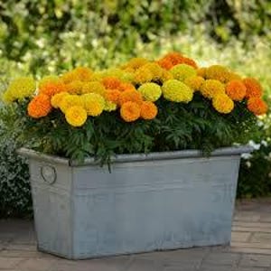 May include: A galvanized metal planter filled with a variety of yellow and orange marigolds.