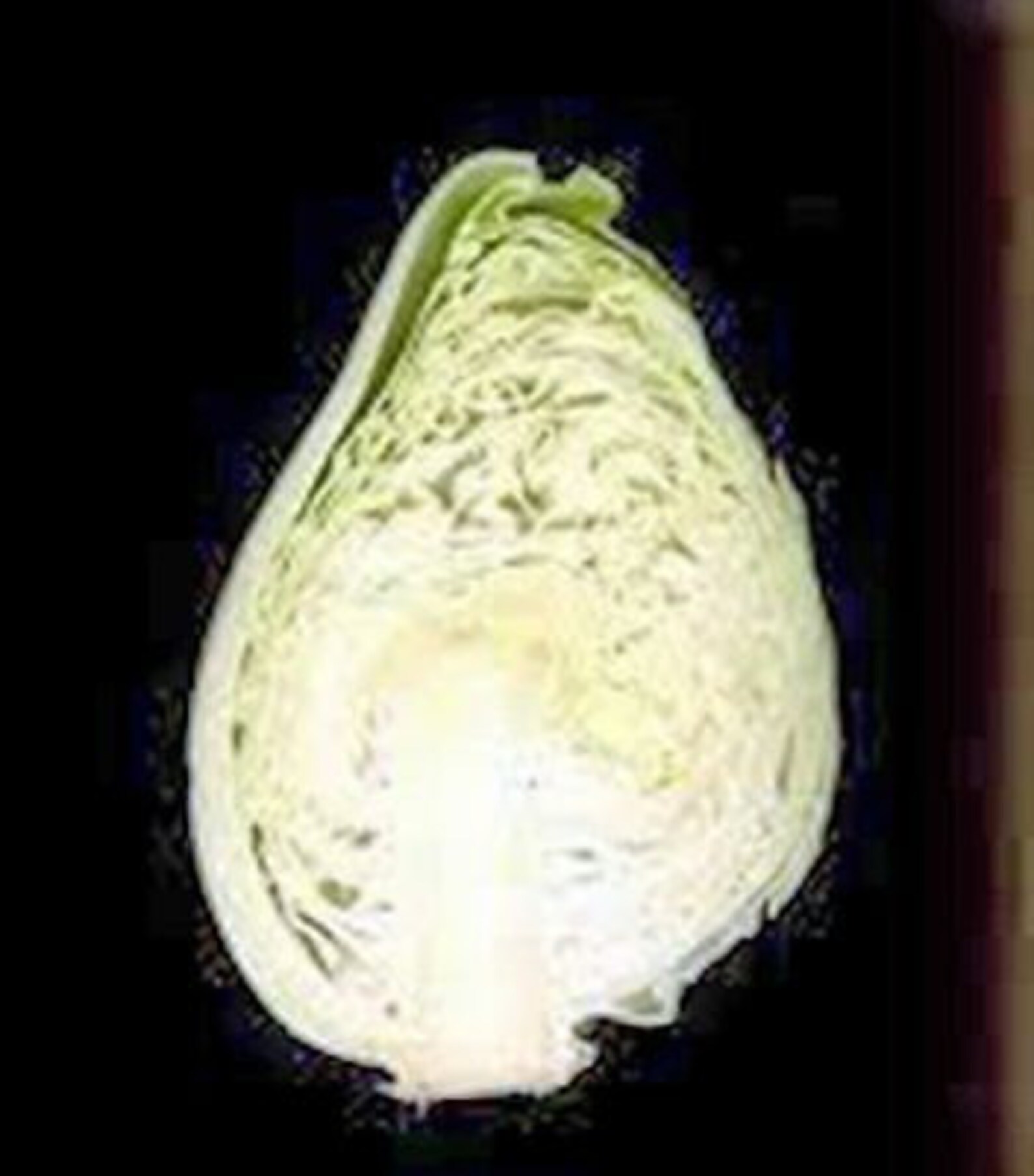 Cabbage Seed, Early Jersey Wakefield Cabbage Seed, Heirloom, NON GMO ...