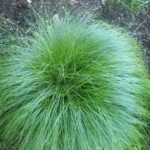 May include: A close-up of a vibrant green ornamental grass. The plant has long, thin blades that arch outwards, creating a full, rounded shape. The grass is a bright, healthy green color, with some lighter green highlights. The background is dark soil.