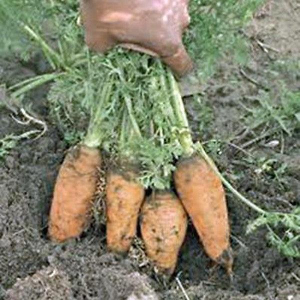 Carrot, Danvers Half Long Carrot Seeds, Heirloom, NON GMO, Country Creek Acres