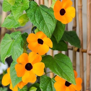 Black Eyed Susan Vine Seeds - Delightful and Vigorous Climbing Vine - Prized for its Bright and Cheerful Trumpet-Shaped Flowers