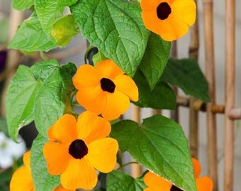 Black Eyed Susan Vine Seeds - Delightful and Vigorous Climbing Vine - Prized for its Bright and Cheerful Trumpet-Shaped Flowers