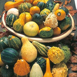 May include: A bowl filled with a variety of gourds and squash in various colors, including green, yellow, orange, and white. The gourds and squash are arranged in a decorative pattern.