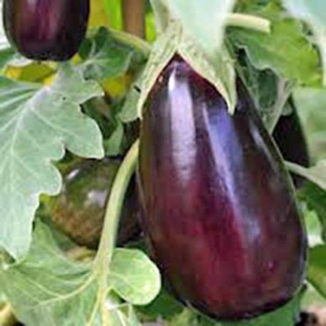 Eggplant Eggplant Black Beauty Seeds Heirloom NON GMO Etsy