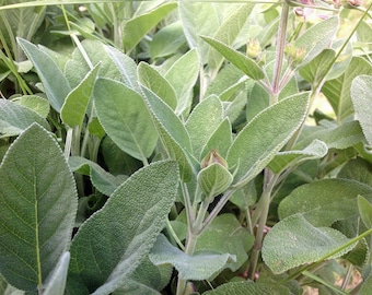 Sage, Broadleaf Sage Seeds, Heirloom, NON GMO, Country Creek Acres