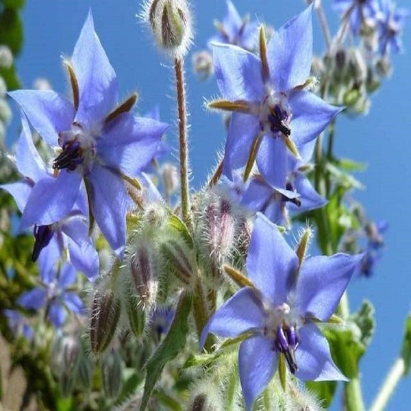 Borage Herb Seeds, Heirloom, NON GMO, Country Creek Acres