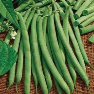 May include: A bunch of fresh green string beans, arranged in a row on a woven surface.