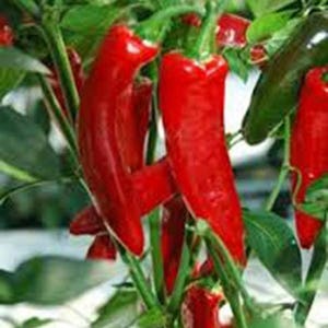 Pepper, Thai Hot Pepper Seeds, Heirloom, NON GMO, Country Creek Acres