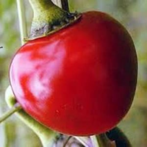 Pepper, Large Hot Cherry Pepper Seeds, Heirloom, NON GMO, Country Creek Acres