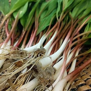 May include: A bunch of fresh wild ramps with green leaves and white stalks with reddish-brown tips. The roots are visible at the base.