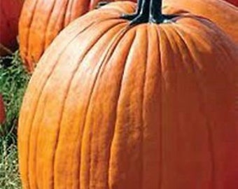 Pumpkin, Big Max Pumpkin Seeds, Heirloom, NON GMO, Country Creek Acres