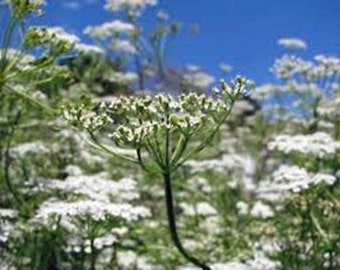 Cumin, Cumin Seeds, Heirloom, NON GMO, Country Creek Acres