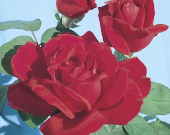 Chrysler Imperial Rose Bush, 1 Bareroot Plant/Bush-  Bare Root - Deep Red, Intensely Fragrant Hybrid Tea - Classic Beauty