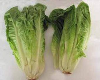 Op de afbeelding: Twee kroppen romaine sla, elk met meerdere lagen lichtgroene bladeren. De sla is vers en klaar om te eten.