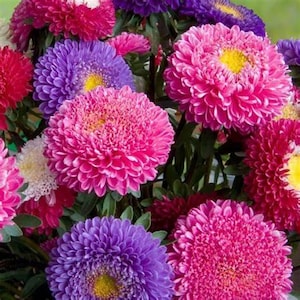 May include: A bouquet of pink, purple, and white aster flowers. The flowers are arranged in a vase and are in full bloom.