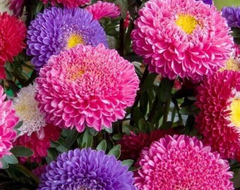 May include: A bouquet of pink, purple, and white aster flowers. The flowers are arranged in a vase and are in full bloom.