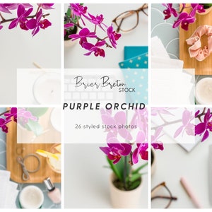 Purple Orchid Collection | 26 Images | Styled Stock Photos