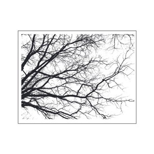 Tree branches background Transparent Clear stamps Rubber seals for DIY scrapbooking card making paper artist stamp sheet