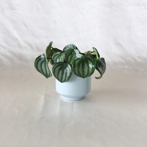 Peut inclure: Une petite plante en pot avec des feuilles vertes et argent&eacute;es dans un pot en c&eacute;ramique bleu clair. La plante est pos&eacute;e sur une surface blanche.