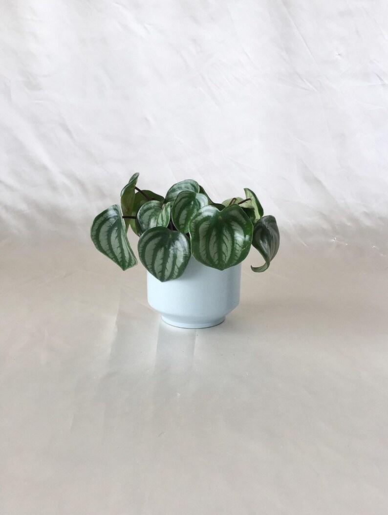 Peut inclure: Une petite plante en pot avec des feuilles vertes et argent&eacute;es dans un pot en c&eacute;ramique bleu clair. La plante est pos&eacute;e sur une surface blanche.