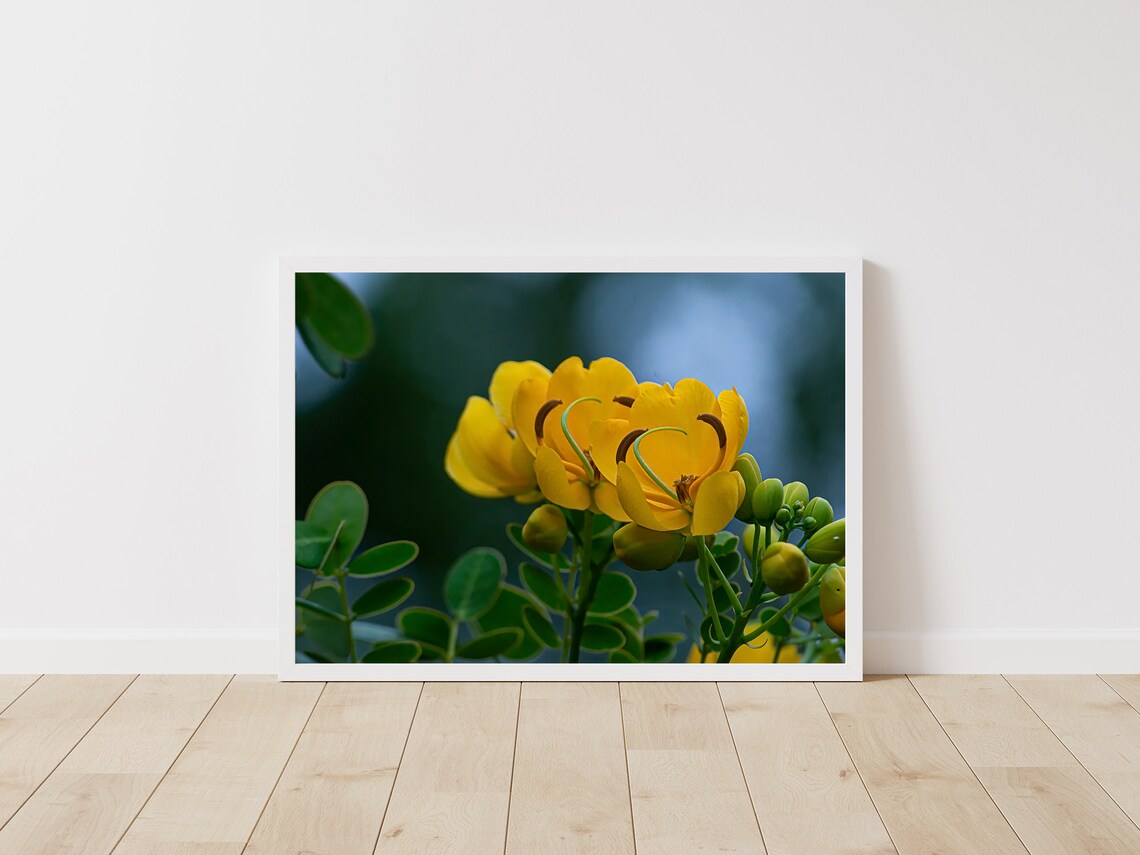 Yellow Flower Photography Wall Art Print Digital Download Etsy Espa a yellow-flower-photography-wall-art-print-digital-download-etsy-espa-a