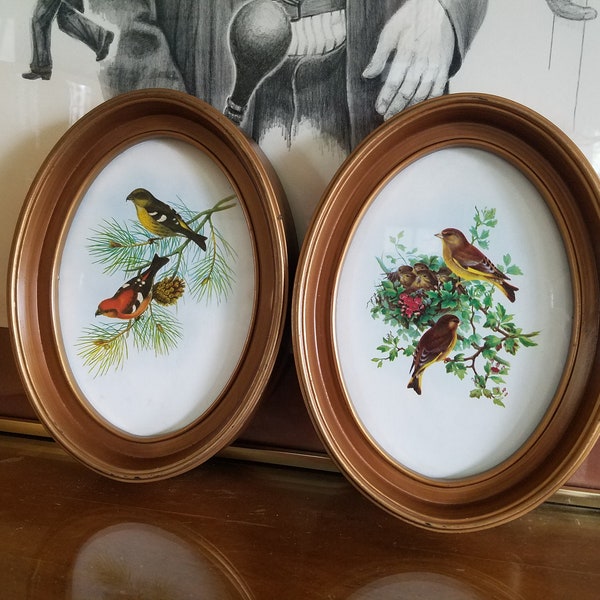 Set of Two Oval Shaped Vintage Framed Bird Art