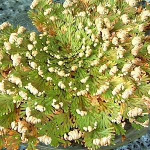 Rose of Jericho – Selaginella lepidophylla | Resurrection Plant | Spiritual Cleansing & Abundance (2 Sizes)