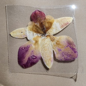 Peut inclure: Une fleur pressée encadrée dans un cadre carré en acrylique transparent. La fleur a des pétales violets, crème et bruns. La fleur est centrée sur un fond en tissu beige.