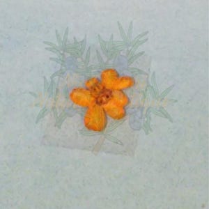 Peut inclure: Une fleur orange vif à multiples pétales, centrée sur un fond bleu clair. La fleur a un aspect texturé. De faibles illustrations botaniques vertes et bleues sont visibles en arrière-plan, ajoutant un élément naturel au design.