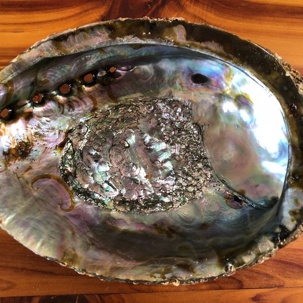 Large Abalone Shell ~ 6 to 7-inches (15.2 to 17.8-cm) ~ Red Abalone Smudging Shell, Incense Bowl, Smudge Bowl, Seashell, Haliotis fulgens