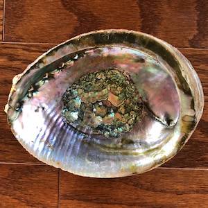 Grande coquille d'ormeau ~ 15,2 à 17,8 cm (6 à 7 po.) ~ coquille d'ormeau rouge, bol d'encens, bol de bavure, coquillage, Haliotis fulgens