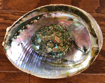 Large Abalone Shell ~ 6 to 7-inches (15.2 to 17.8-cm) ~ Red Abalone Smudging Shell, Incense Bowl, Smudge Bowl, Seashell, Haliotis fulgens