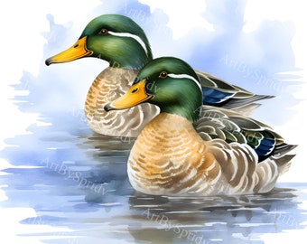 Aquarell Stockente PNG Clipart, realistische Wildtier Clip Art, digitaler Download Stockentenpaar auf See für DIY Handwerk, Einladungen & Dekor