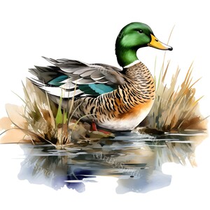 Pode incluir: Um pato-real de cabeça verde com penas marrons e brancas está em pé em um lago raso com juncos marrons e grama verde. O pato está olhando para a direita da imagem.