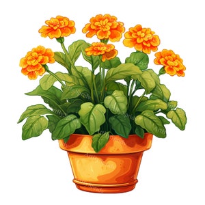 A Potted Marigold Plant Garden Transparent PNG Clipart, Printable T-Shirt, Mug, Tumbler Sublimation, Commercial DIY Craft Design Clip Art