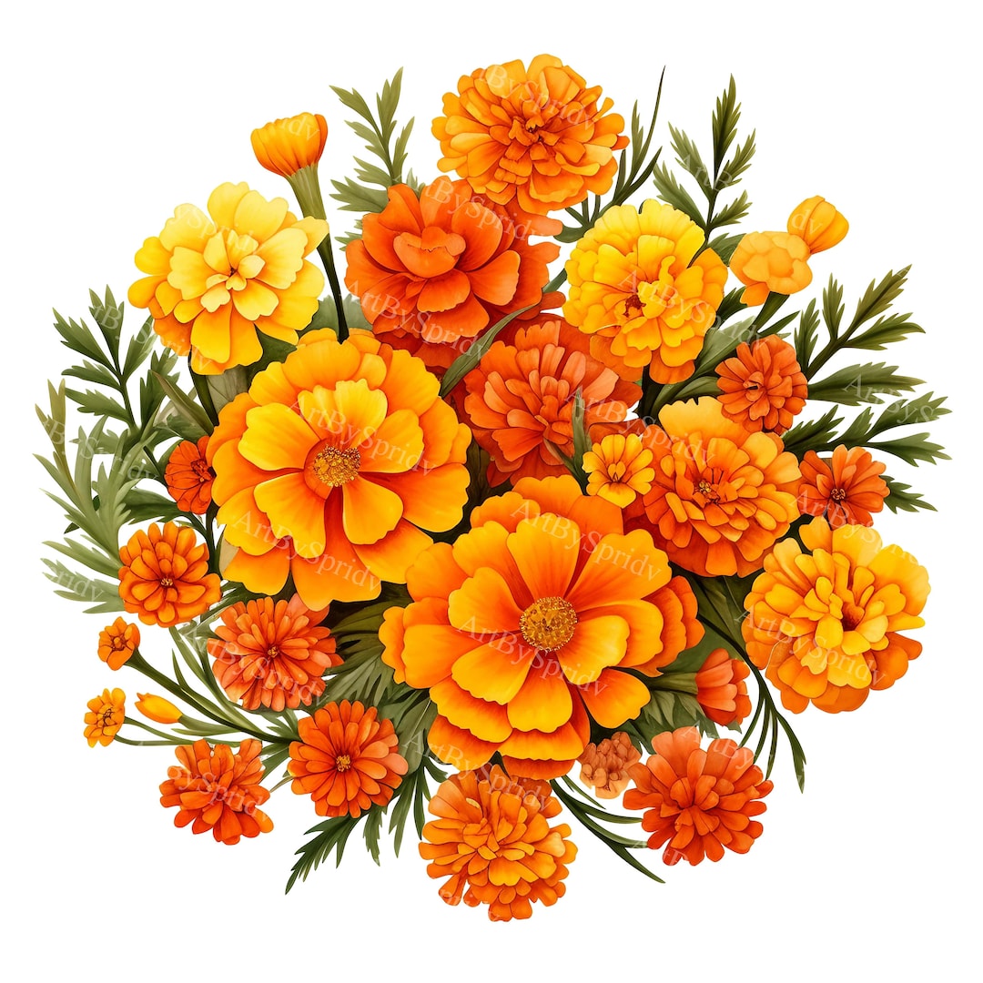 Vibrant Watercolor Marigold Clipart-beautiful Orange and