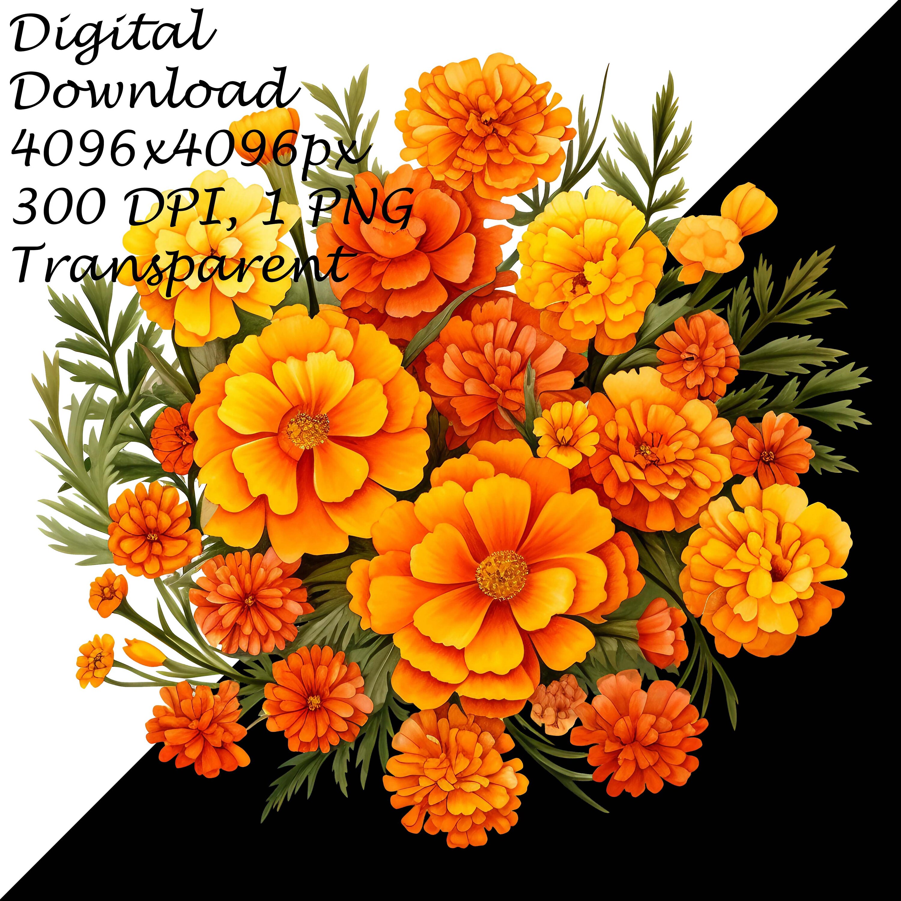 Vibrant Watercolor Marigold Clipart-beautiful Orange and