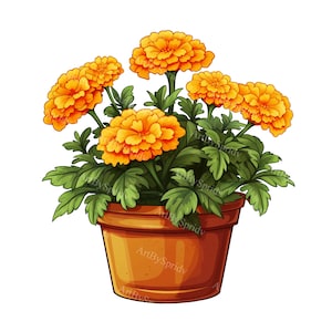 A Potted Marigold Plant Garden Transparent PNG Clipart, Printable T-Shirt, Mug, Tumbler Sublimation, Commercial DIY Craft Design Clip Art