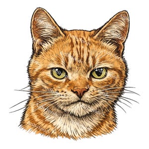Orange Tabby Cat Face PNG, Grumpy Kitty Clipart, Cute Ginger Cat Portrait, Pet Lover Sublimation Design, Funny Feline Head Art
