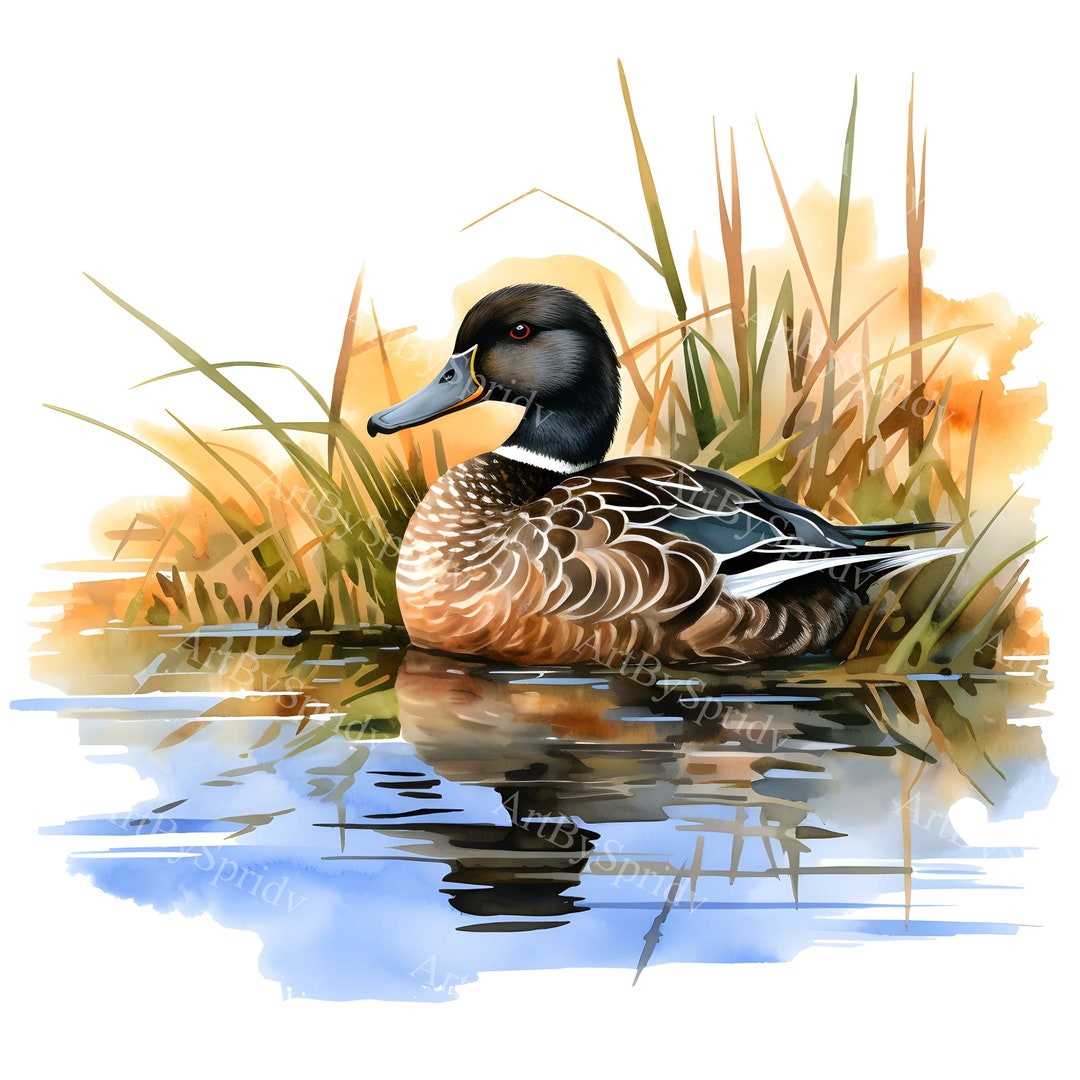 Watercolor Duck on Lake Near Cattails & Reeds Transparent PNG