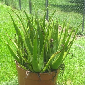 Aloe Vera Pups