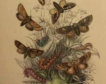 Plate No.5, Victorian Era Original Print, The Genera of British Moths by H. Noel Humphreys, 7x10.5 in. 1859, London, Includes Description