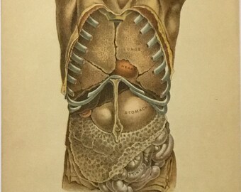 Original Medical & Anatomy Illustration Plate II Front View of Vital Organs, 4.75x7.5 inches, 1896, includes Lungs, Stomach, and Intestines