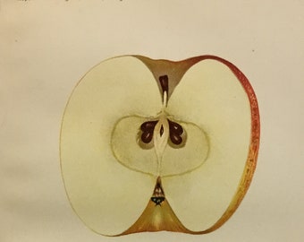 York Imperial Apple Original Print By WM Prestele, Created for USDA, Pomologival Division 1891, 5.5x8.5 in with mat 9x12in.