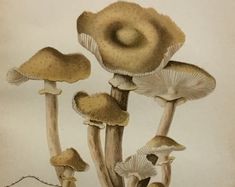 Honey Fungus Mushroom Original Print (Armillaria Melleus) By K. Mayo from Report of the Microscopist, USDA 1891, 5.5x8.5 in with mat 9x12in.